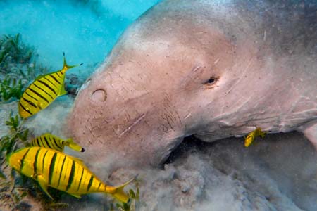 Dugong-Konservierungsprogramm.